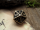 D20 Würfel aus massiver Bronze