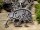 Keltisches Wildschwein